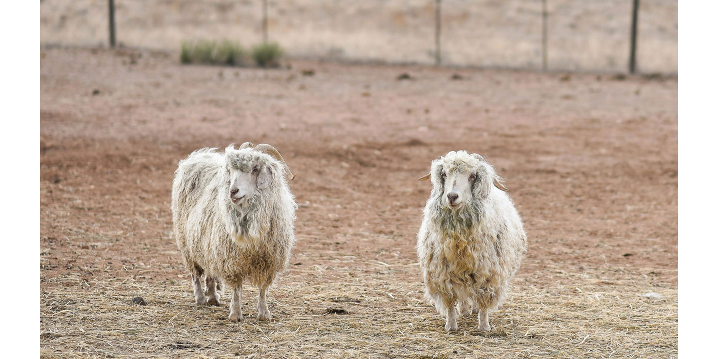 Two white, wooly goats looking to the left standing in their pen with the fence behind them. 